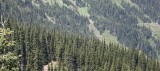 PINACEA - ABIES LASIOCARPA - SUBALPINE FIR - HURRICANE RIDGE ONP.jpg