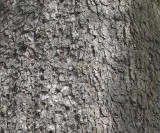 PINACEAE - PICEA SITCHENSIS -SITKA SPRUCE - LAKE FARM TRAILS (4).jpg