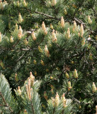 PINACEAE - PINUS CONTORTA CONTORTA -SHORE PINE -  DUNGENESS SPIT WILDLIFE PRESERVE WA (3).JPG