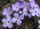 POLEMONIACEAE - PHLOX DIFFUSA - SPEADING PHLOX - DEER PARK TRAILS.jpg