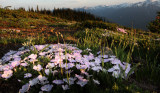 POLEMONIACEAE - PHLOX DIFFUSA - SPREADING PHLOX - HURRICANE RIDGE TRAILS ONP (9).JPG