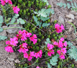 PRIMULACEAE - DOUGLASIA LAEVIGATA - SMOOTH DOUGLASIA - HURRICANE RIDGE TRAILS ONP (2).JPG