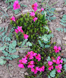 PRIMULACEAE - DOUGLASIA LAEVIGATA - SMOOTH DOUGLASIA - HURRICANE RIDGE TRAILS ONP.JPG