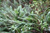 PTERIDOPHYTA - BLECHNUM SPICANT - DEER FERN - CAPE FLATTERY TRAIL (2).JPG