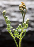 PTERIDOPHYTA - FERN - BRACKEN FERN - ELWHA VALLEY WA.JPG