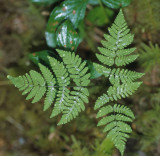 PTERIDOPHYTA - GYMNOCARPIUM DRYOPTERIS - OAK FERN - MARYMERE FALLS TRAIL.jpg