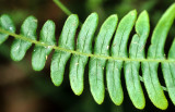 PTERIDOPHYTA - POLYPODIUM GLYCYRRHIZA - LICORICE FERN - LAKE FARM TRAILS.jpg