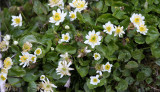 RANUNCULACEAE - CALTHA LEPTOSEPALA - ALPINE WHITE MARSH-MARIGOLD - HURRICANE RIDGE ROAD - ONP.JPG