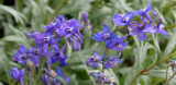 RANUNCULACEAE - DELPHINIUM GLAREOSUM - ROCKSLIDE - OBSTRUCTION POINT ROAD - OLYMPIC NATIONAL PARK .JPG