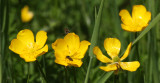 RANUNCULACEAE - RANUNCULUS REPENS - CREEPING BUTTERCUP - WEST END OF OP - NEAR HOH RIVER WA (3).JPG