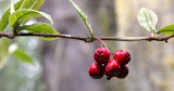 RHAMNACEAE - RHAMNUS PURSHIANA - CASCARA - LAKE FARM TRAILS .JPG