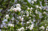 ROSACEAE - AMELANCHIER ALNIFOLIA - SASKATOON OR CANADIAN SERVICE-BERRY - WEST END OF OP NEAR FORKS.JPG