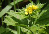 ROSACEAE - GEUM MACROPHYLLUM - LARGE-LEAVED AVENS - BEACH FOUR ONP.JPG