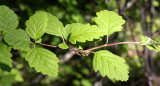 ROSACEAE - HOLODISCUS DISCOLOR - OCEAN SPRAY - SPRUCE RAILROAD TRAIL - ONP (2).JPG