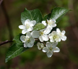 ROSACEAE - MALUS FUSCA - PACIFIC CRAB APPLE - WEST END OF OP - NEAR HOH RIVER EXIT.JPG