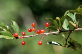 ROSACEAE - PRUNUS EMARGINATA - BITTER CHERRY - LAKE FARM TRAILS (3).jpg