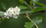 ROSACEAE - PRUNUS EMARGINATA - BITTER CHERRY - LAKE FARM TRAILS WA (2).JPG