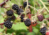 ROSACEAE - RUBUS DISCOLOR - HIMALAYAN BLACKBERRY - LAKE FARM TRAILS (2).JPG