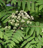 ROSACEAE - SORBUS SITCHENSIS - SITKA MOUNTAIN ASH - FORKS WA.JPG