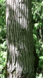 SALICACEAE - POPULUS BALSAMIFERA - DUNGENESS RIVER RIPARIAN ZONE - RAILROAD PARK SEQUIM.JPG