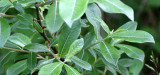 SALICACEAE - SALIX SCOULERIANA - SCOULERS WILLOW - COTTONWOOD CAMPGROUND - WEST END ON HOH.JPG