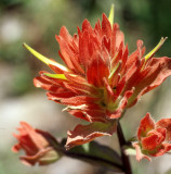SCROPHULARIACEAE - CASTILLEJA MINIATA - COMMON RED PAINTBRUSH - DEER PARK TRAIL (2).jpg
