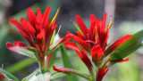 SCROPHULARIACEAE - CASTILLEJA MINIATA - SCARLET INDIAN PAINTBRUSH - CASTELLEJA SPECIES - LAKE FARM TRAILS WA (2).JPG