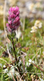 SCROPHULARIACEAE - CASTILLEJA PARVIFLORA - MAGENTA PAINTBRUSH - OBSTRUCTION POINT ONP (4).JPG