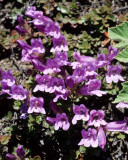 SCROPHULARIACEAE - PENSTEMON SERRULATUS - COAST PENSTEMON - DEER PARK TRAIL.jpg