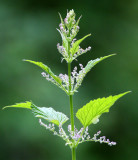 URTICACEAE - URTICA DIOICA - STINGING NETTLE - LAKE FARM TRAILS WA (2).JPG