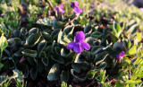 VIOLACEAE - VIOLA ADUNCA - HOOK VIOLET - HURRICANE RIDGE TRAIL ONP.JPG