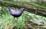 BIRD - AMERICAN DIPPER - HOH RAINFOREST WA (6).JPG