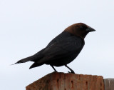 BIRD - BROWN-HEADED COWBIRD - DUNGENESS SPIT WA (2).JPG