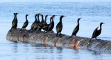 BIRD - CORMORANT - PELAGIC CORMORANT - PORT ANGELES HARBOR WA.JPG