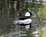 BIRD - DUCK - BUFFLEHEAD - CARRY BLAKE PARK SEQUIM WA (3).JPG