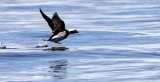 BIRD - DUCK - LONG-TAILED DUCK - PORT ANGELES HARBOR WA (28).JPG