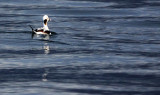 BIRD - DUCK - LONG-TAILED DUCK - PORT ANGELES HARBOR WA (34).JPG