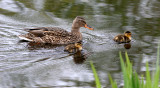 BIRD - DUCK - MALLARD - FEMALE WITH BROOD - CARRY BLACK PARK SEQUIM WA (9).JPG