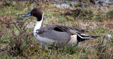 BIRD - DUCK - NORTHERN PINTAIL DUCK - THREE CRABS MARSH WA (25).JPG