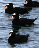 BIRD - DUCK - SCOTER - SURF - PA HARBOR (17).jpg