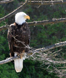 BIRD - EAGLE - BALD EAGLE - LAKE FARM BLUFFS WASHINGTON (208).JPG