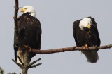 BIRD - EAGLE - BALD EAGLE - MARINE DRIVE SEQUIM WA (5).JPG