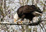 BIRD - EAGLE - BALD EAGLE - OP (25).jpg