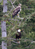 BIRD - EAGLE - BALD EAGLE IMMATURE WITH MATURE - LAKE FARM BLUFFS (10).JPG