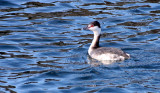 BIRD - GREBE - HORNED GREBE - PODICEPS AURITUS - PORT ANGELES HARBOR WA (7).JPG