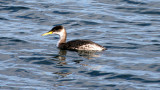 BIRD - GREBE - RED-NECKED - PA HARBOR.jpg