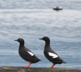 BIRD - GUILLEMOT - PIGEON GUILLEMOT - PORT ANGELES HARBOR WA (26).JPG