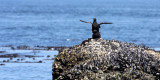 BIRD - GUILLEMOT - PIGEON GUILLEMOT - SALT CREEK WA (9).JPG