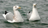 BIRD - GULL - CALIFORNIA GULL - NONBREEDING ADULT - SAN IGNACIO BAJA MEXICO.jpg