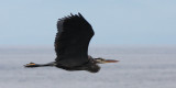 BIRD - HERON - GREAT BLUE HERON - CAPE FLATTERY WA (7).JPG